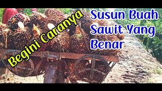 Download lagu Cara Susun Buah Sawit Di Motor Langsir Ojek Sawit mp3 Download lagu Cara Susun Buah Sawit Di Motor Langsir Ojek Sawit mp3