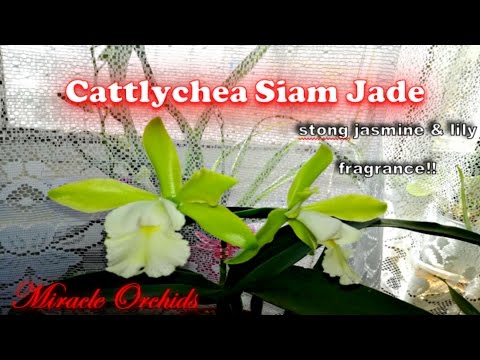 Cattlychea Siam Jade - jasmine and lilies! I can't believe how fragrant she is!