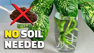 3 INDOOR PLANTS That GROW IN WATER | No Soil, No Fuss — Even Beginners Can Do It!