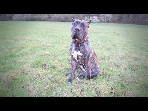 Owning A Presa Canario | Training Tips | Being Alpha | Responding To Comments