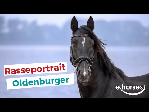 Der Oldenburger im Rasseportrait