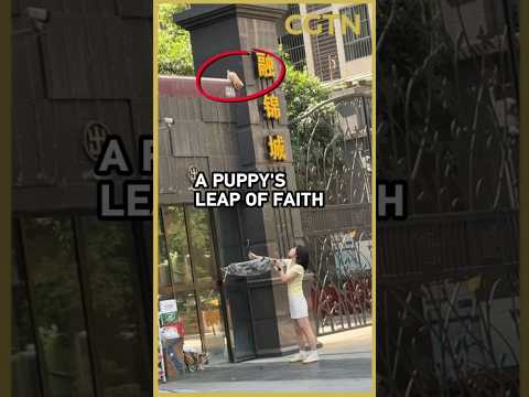 This puppy took a leap of faith into a stranger's umbrella