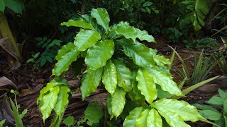 Como podar, ralear e estratificar, plantando em alta densidade
