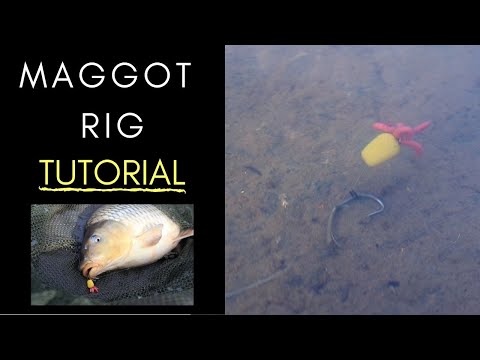 Carp fishing maggot rig - The Best Simple Maggot Rig for Big Carp