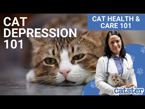 Depression in Cats | Signs, Causes & Treatments (vet answer)