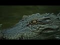 Crocodile Video With Eye Blink