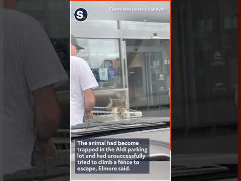 Lost Koala Helped Out of Supermarket Parking Lot in Shopping Cart