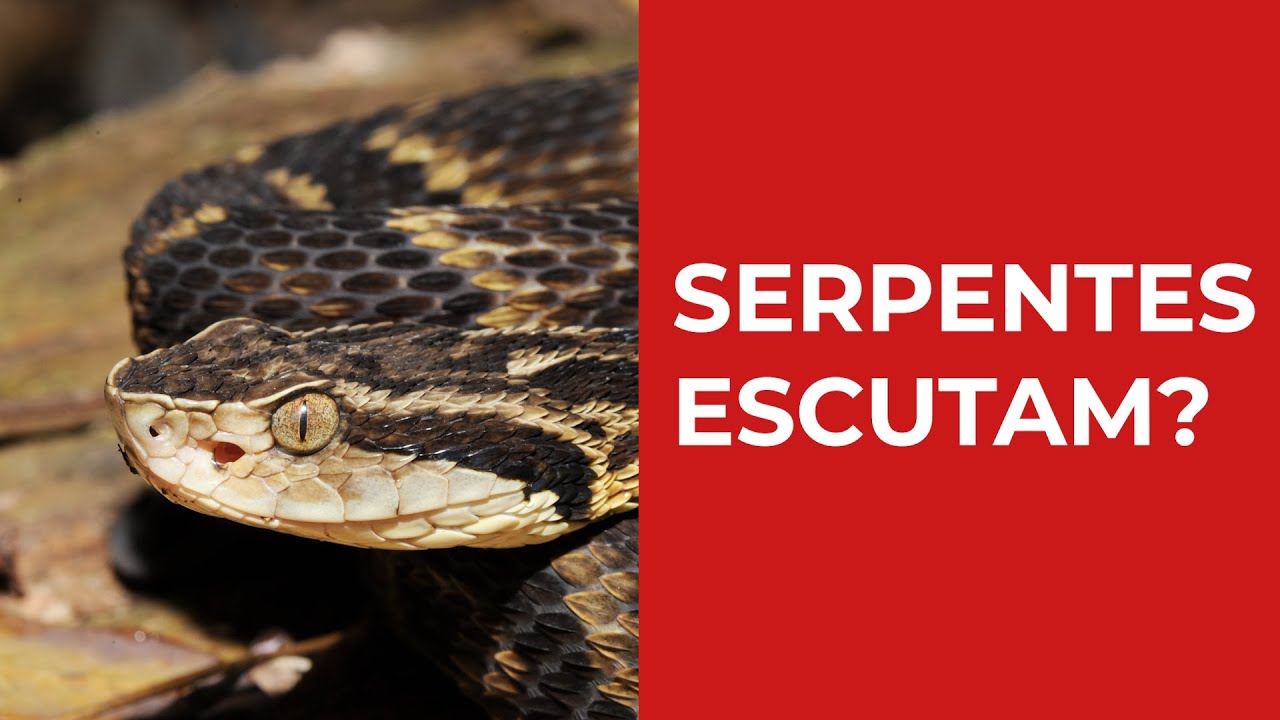 Serpentes escutam?