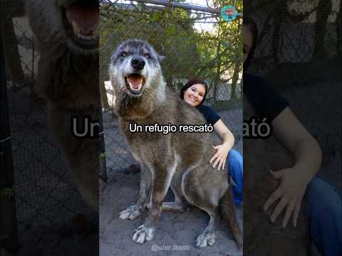 Yuki, el perro lobo gigante. #shorts