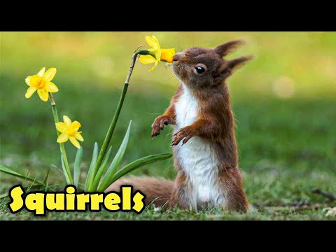 The Cute Life of The Squirrel! - 12 Facts about Squirrels For Kids!