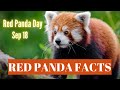 Top 10 Interesting Facts about Red Panda : Red Panda Facts for Kids