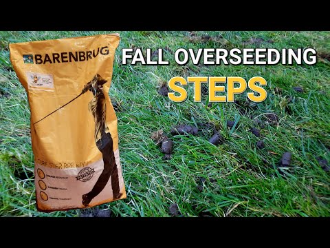 How to Overseed Your Lawn in FALL for Better Results