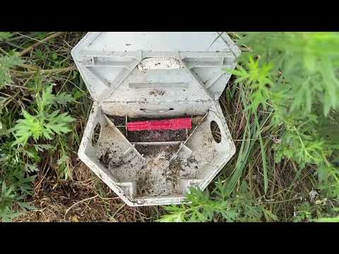 Lots & Lots of Ants in Rodent Bait Station...