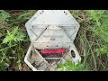 Lots & Lots of Ants in Rodent Bait Station in Montgomery, NJ