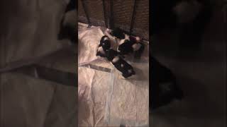 American Water Spaniel Puppies Videos