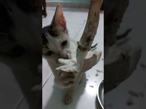 #cutecats#mashroomparty🍄🍄🍄😂