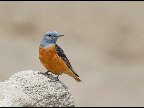 skaliar pestrý (Monticola saxatilis) — hlas a správanie v prírode