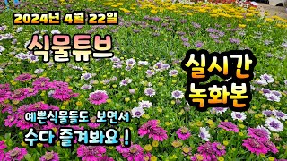 2024년 4월 22일 게릴라 실방 예쁜식물들 보면서 랜선으로 아이쇼핑하면서  수다즐겨봐요. #양재꽃시장 #…