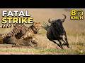 A Cheetah Takes Down A Wildebeest CLASSIC WILDLIFE