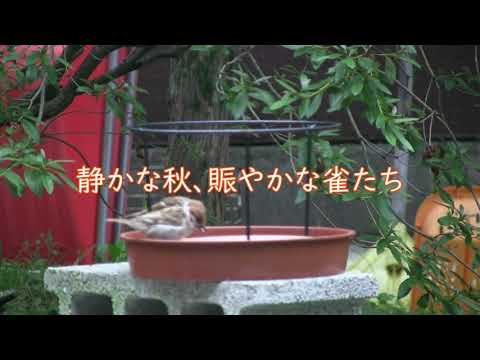 専門家のアドバイス: 一年中庭で鳥に餌を与える 自然と動物