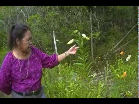 * CHARACTERISTIC:  ORIENTAL, ORIENPET / TRUMPET LILY ~ EPISODE #2 - SDV 0319