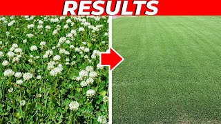 Weed Free Lawn in 7 Days - Challenge Accepted!