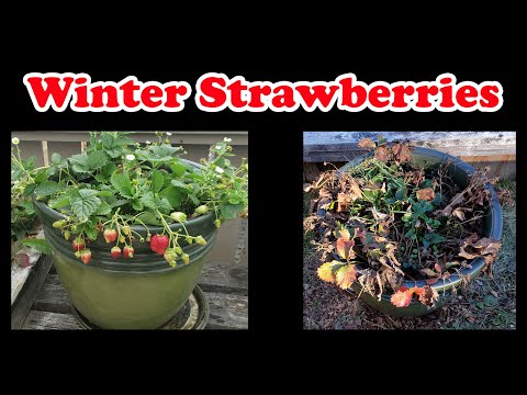 Strawberry Plant Revival Make More And More Strawberry Plants