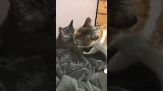 猫の毛繕い/Cat grooming