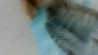 Bottle flip its the end of the world fail