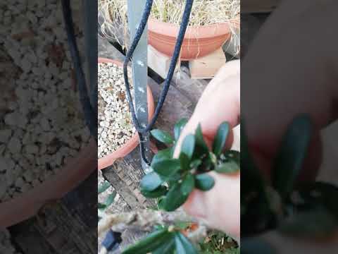 Wild olive Bonsai disease, Ασθένεια άγριας ελιάς