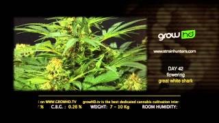 Great White Shark - Green House Grow Sessions