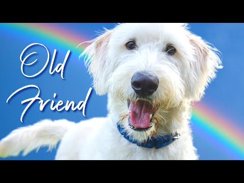 Old Friend - Dog Loss Song ???? - StoweGood