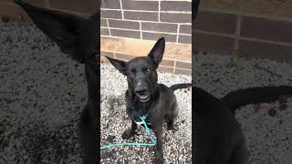 Video preview image #1 Mutt Puppy For Sale in Decatur, GA, USA