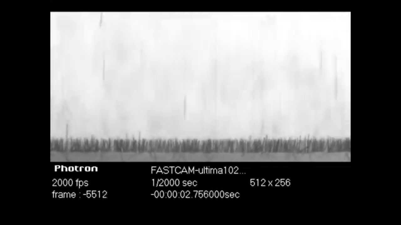 Flock Fibres in Motion