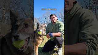 Retired Bomb Detection Dog Finally Gets Her Dream Snow Day | The Dodo