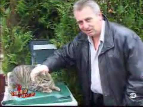 Groland  -Vis ma vie de chat