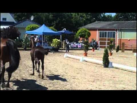 Stutfohlen von Coupe D'Or