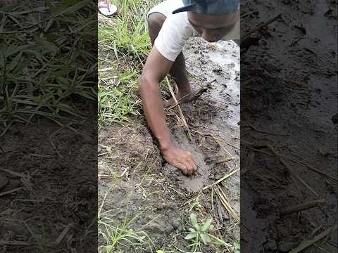 Ngasih umpan ikan di dalam lumpur. #shortvideo #animal #fish #viral