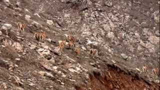 preview picture of video 'Bingöl Kiğı Kılıçkaya Dağ Keçileri - 5'