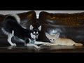 Alaskan Klee Kai playing with a Fennec Fox 