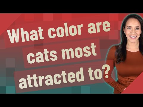 What color are cats most attracted to?