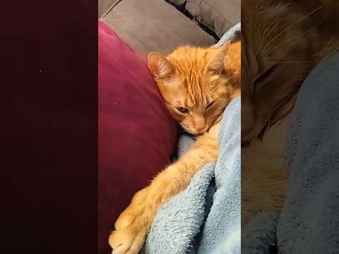 Coco, reflejo de la pura tranquilidad 🥰 #cat #michi