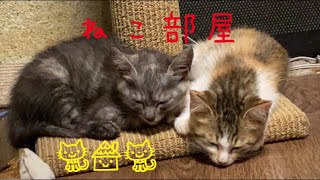 里親になりました！