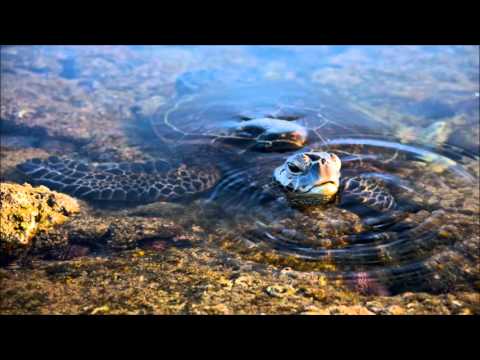 Hypnose - Frei atmen - Unterstützung bei Schnupfen und Infekten der Atemwege