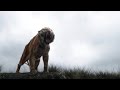 The Jungle Book Trailer Top 5 Lessons