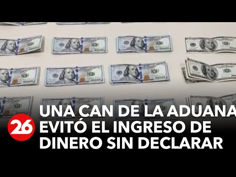 Un perro de Aduana evitó que un hombre ingresara a Argentina con dólares sin declarar