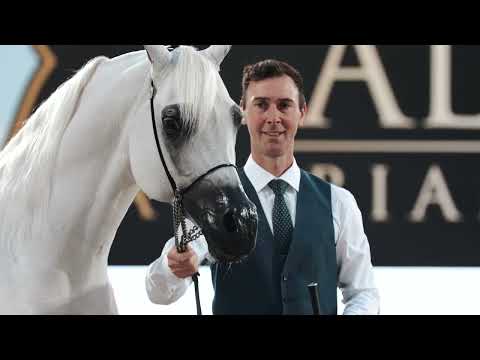 EQUIBORN K.A. - A stallion succeeding across continents