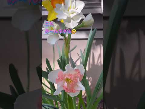 詩人の水仙 植物