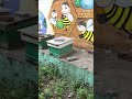Apiary environment, the hard working bees