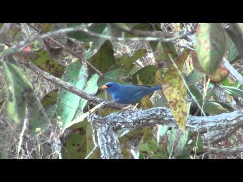 Yellow-billed Blue Finch